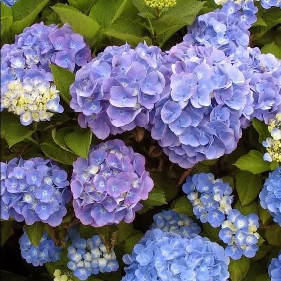 Meet your Posher, Laurie - Picture 1 of 1